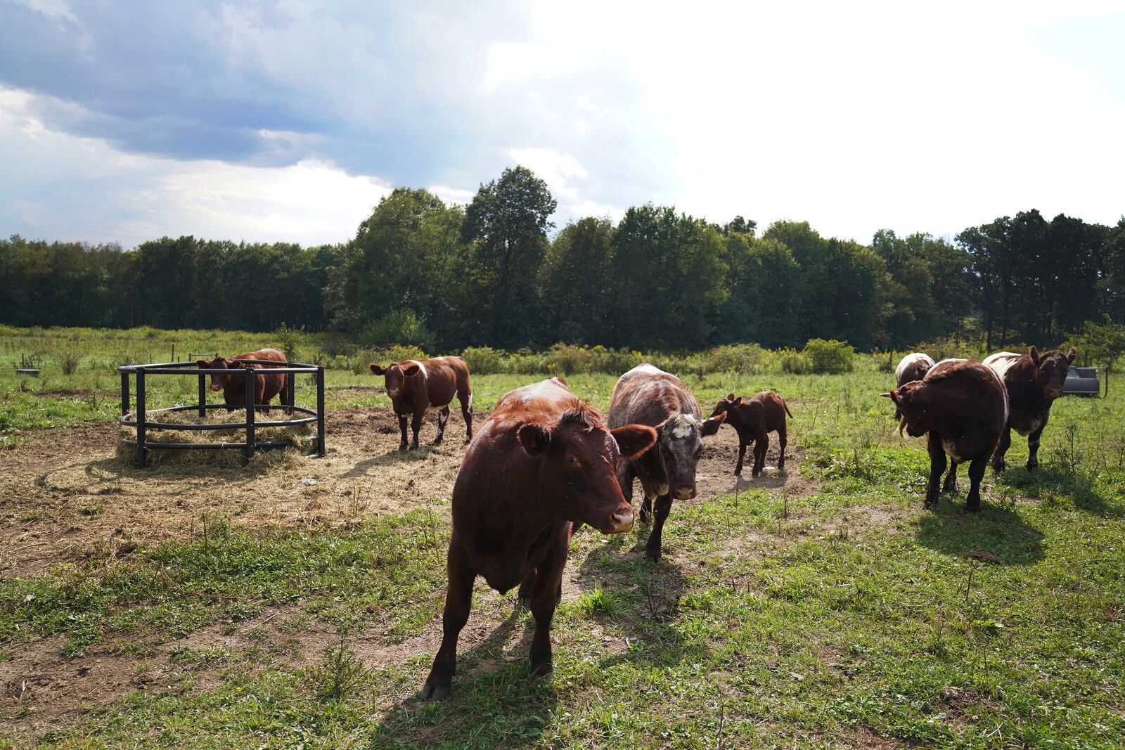 Cows graze at Laurel Oak Farm in Butler, Pa., on Friday, Sept. 6, 2024. (AP Photo/Jessie Wardarski)