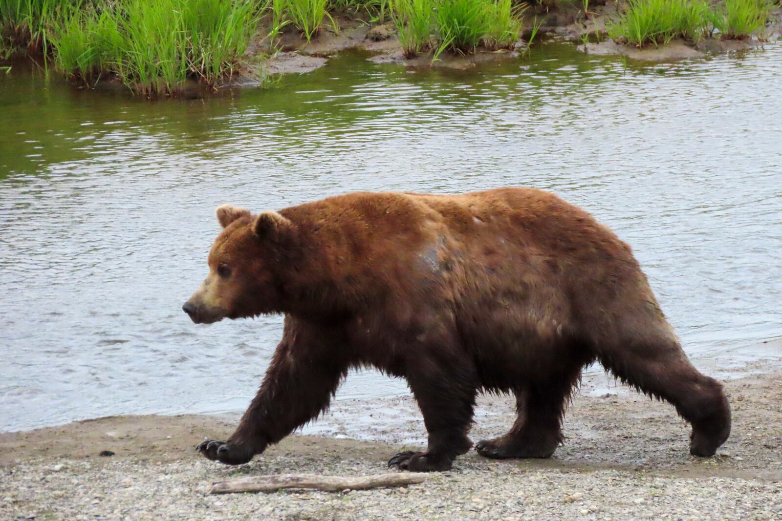 This image provided by the National Park Service shows bear 151 Walker at Katmai National Park in Alaska on July 5, 2024. (T. Carmack/National Park Service via AP)