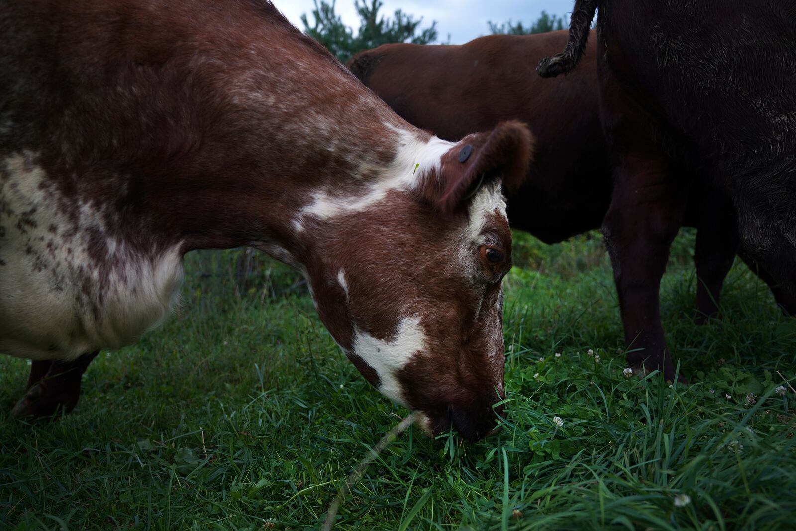 A cow grazes in Laurel Oak Farm, owned by Rev. Lee Scott, in Butler, Pa., on Friday, Sept. 6, 2024. (AP Photo/Jessie Wardarski)