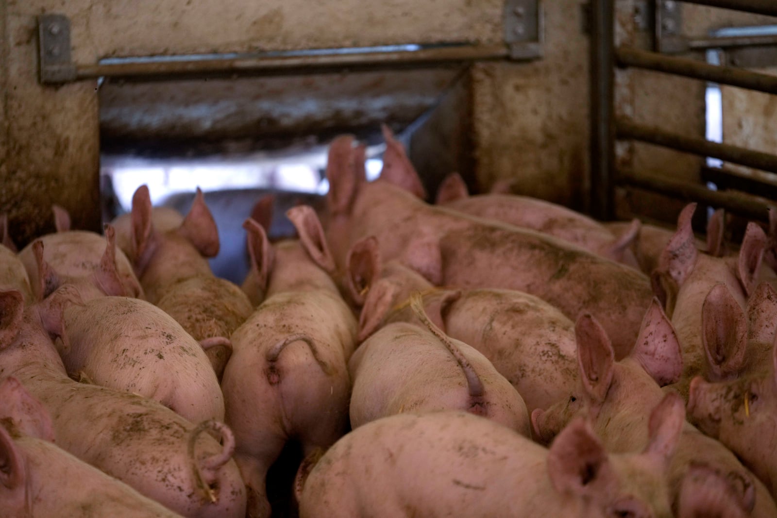 Pigs roam in a shed of the Piggly farm in Pegognaga, near Mantova, northern Italy, Wednesday, Sept. 25, 2024. (AP Photo/Luca Bruno)