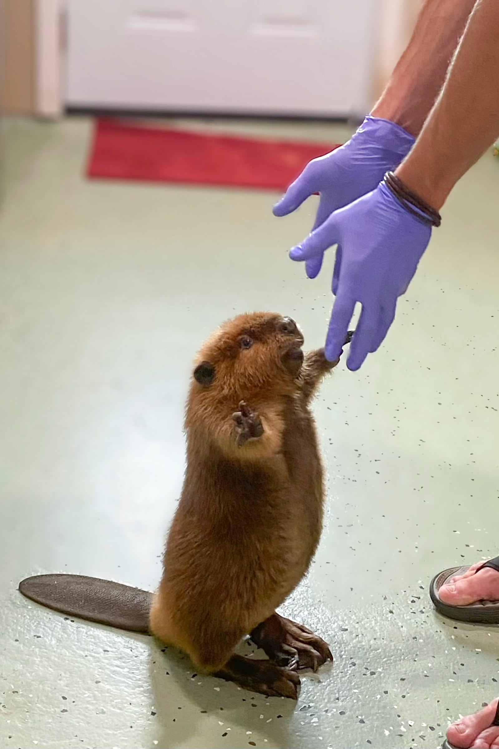 This photo provided by Newhouse Wildlife Rescue shows Nimi as a kit at the Newhouse Wildlife Rescue in Chelmsford, Mass., in approximately 2022. (Jane Newhouse/Newhouse Wildlife Rescue via AP)