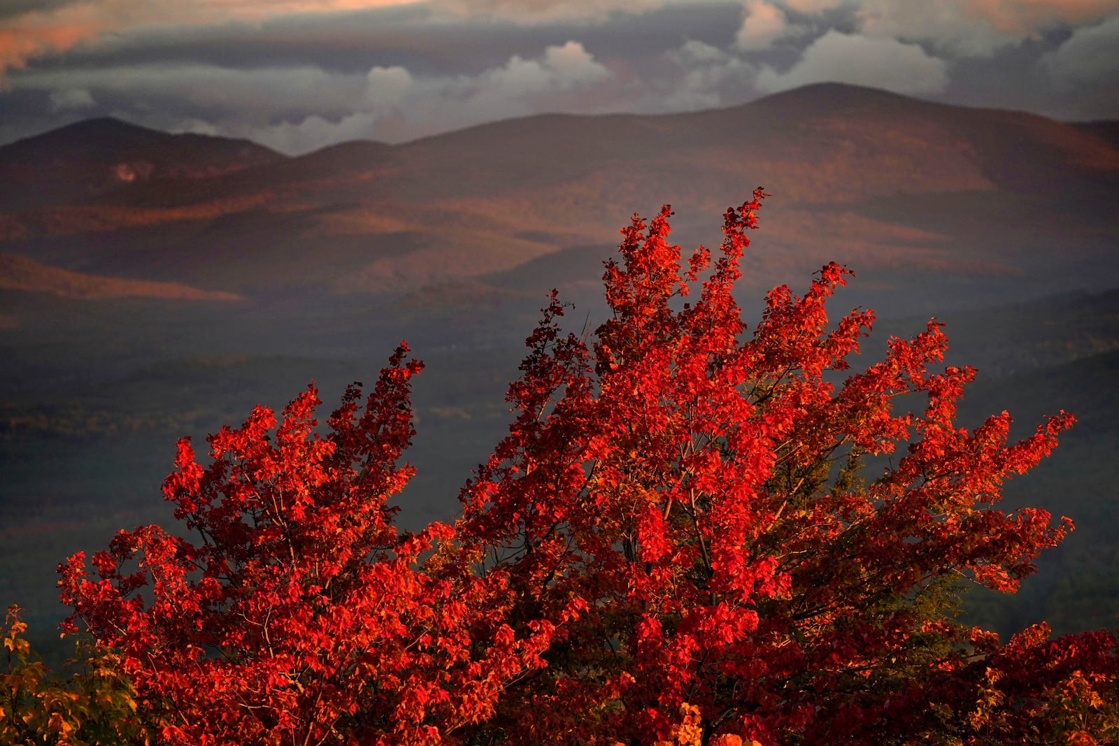 FILE - A maple tree shows off its autumn foliage, Sept. 29, 2022, in Bridgton, Maine. (AP Photo/Robert F. Bukaty, File)