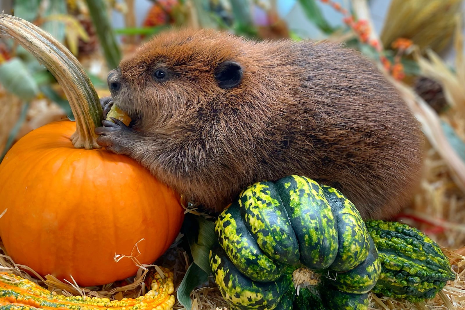 This photo provided by Newhouse Wildlife Rescue shows Nimi, a one-year-old beaver, at the Newhouse Wildlife Rescue in Chelmsford, Mass., in approximately 2023. (Jane Newhouse/Newhouse Wildlife Rescue via AP)