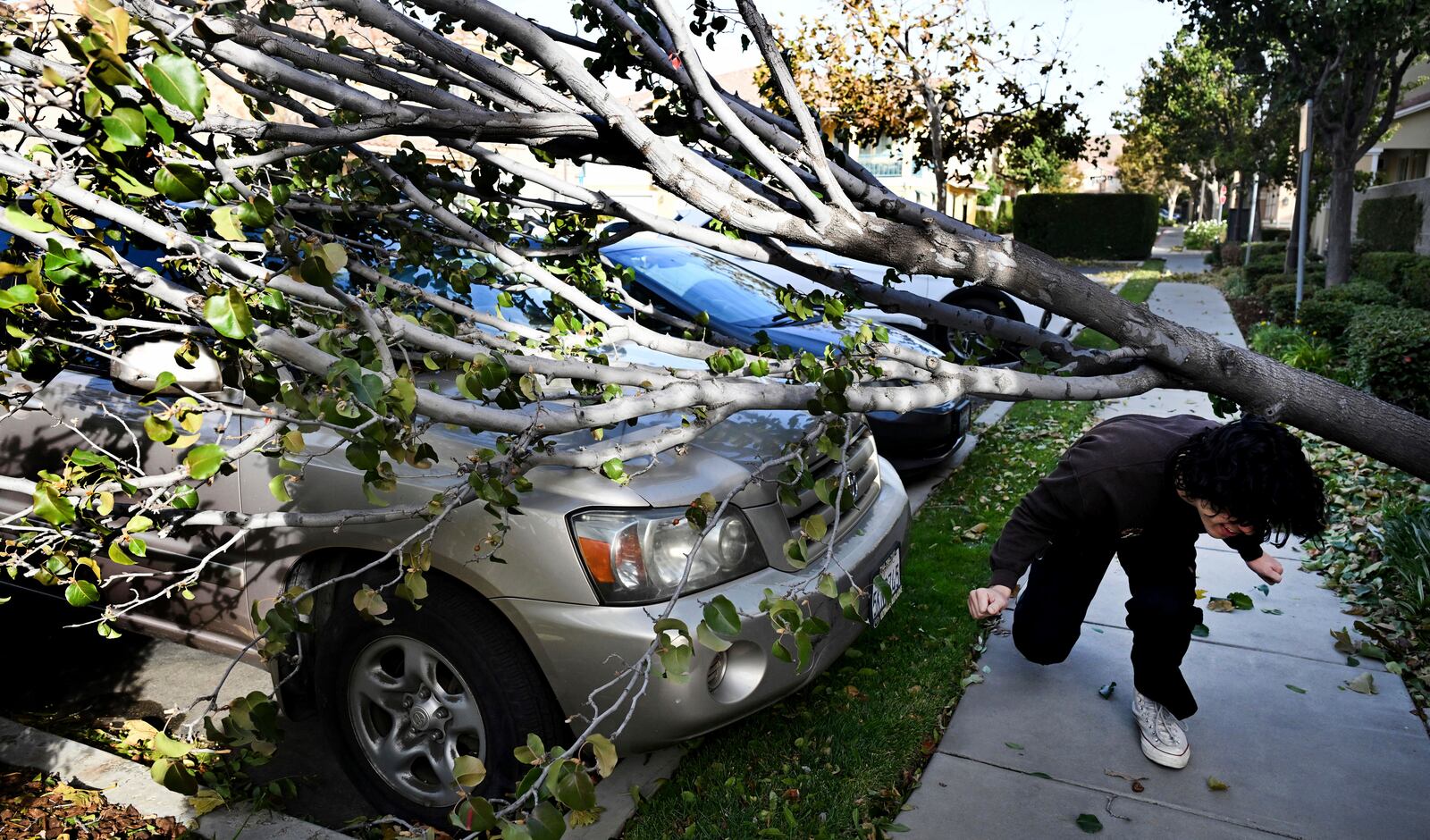 Michael Turton ducks under a tree that fell onto his car due to high winds in Simi Valley, Calif., on Wednesday, Nov. 6, 2024. (Dean Musgrove/The Orange County Register via AP)