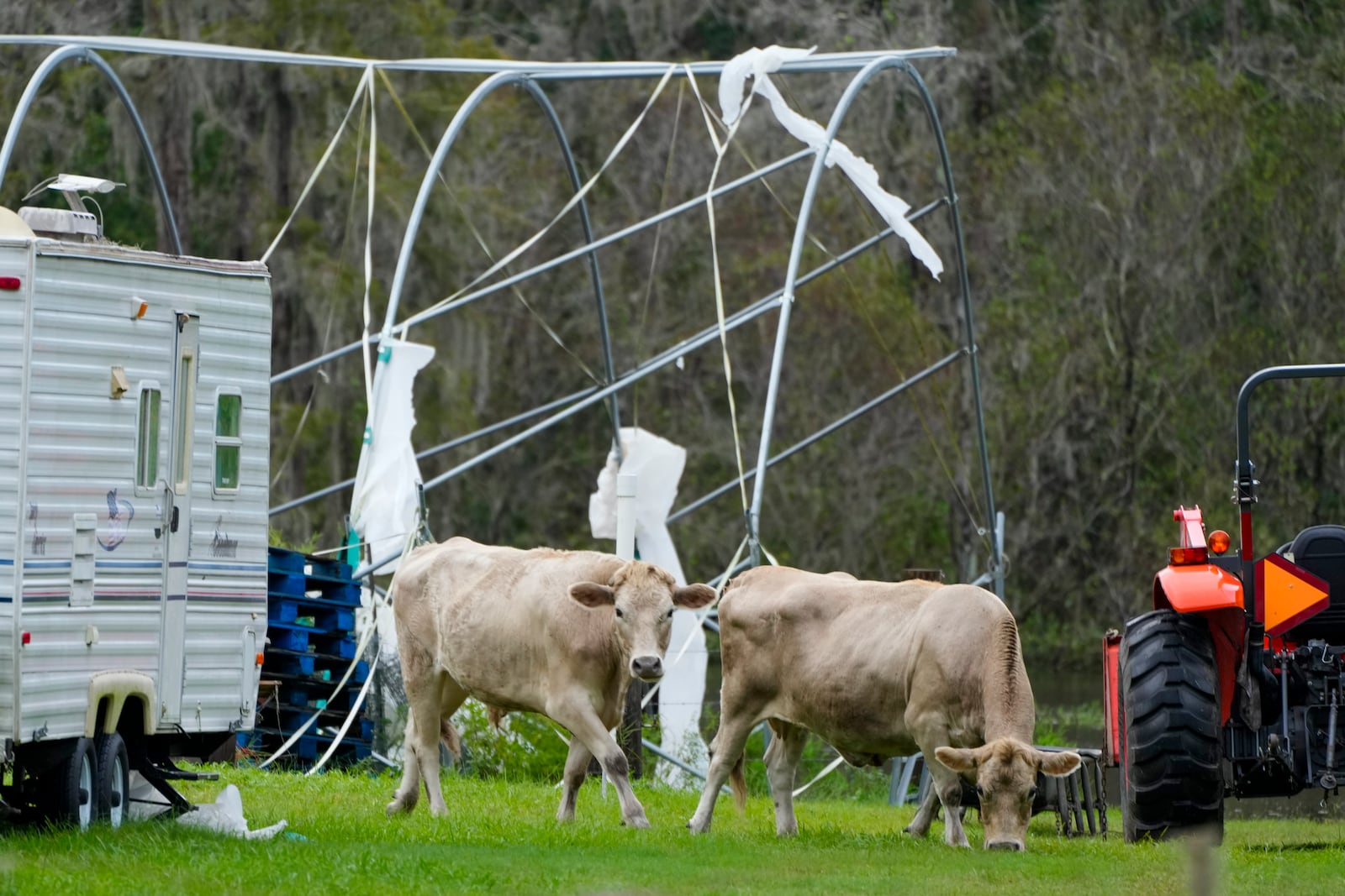 Cattle graze near a greenhouse damaged by Hurricane Milton, Thursday, Oct. 10, 2024, in Odessa, Fla. (AP Photo/Julio Cortez)