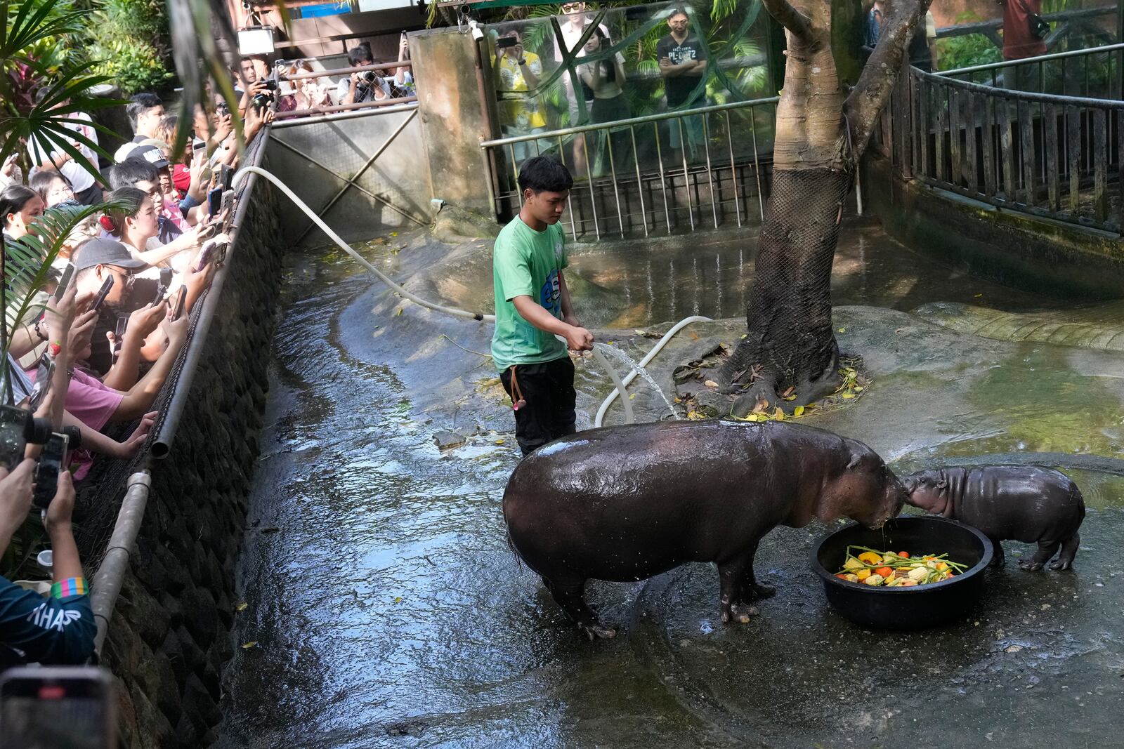 Two-month-old baby hippo Moo Deng and her mother Jona are seen at the Khao Kheow Open Zoo in Chonburi province, Thailand, Thursday, Sept. 19, 2024. (AP Photo/Sakchai Lalit)