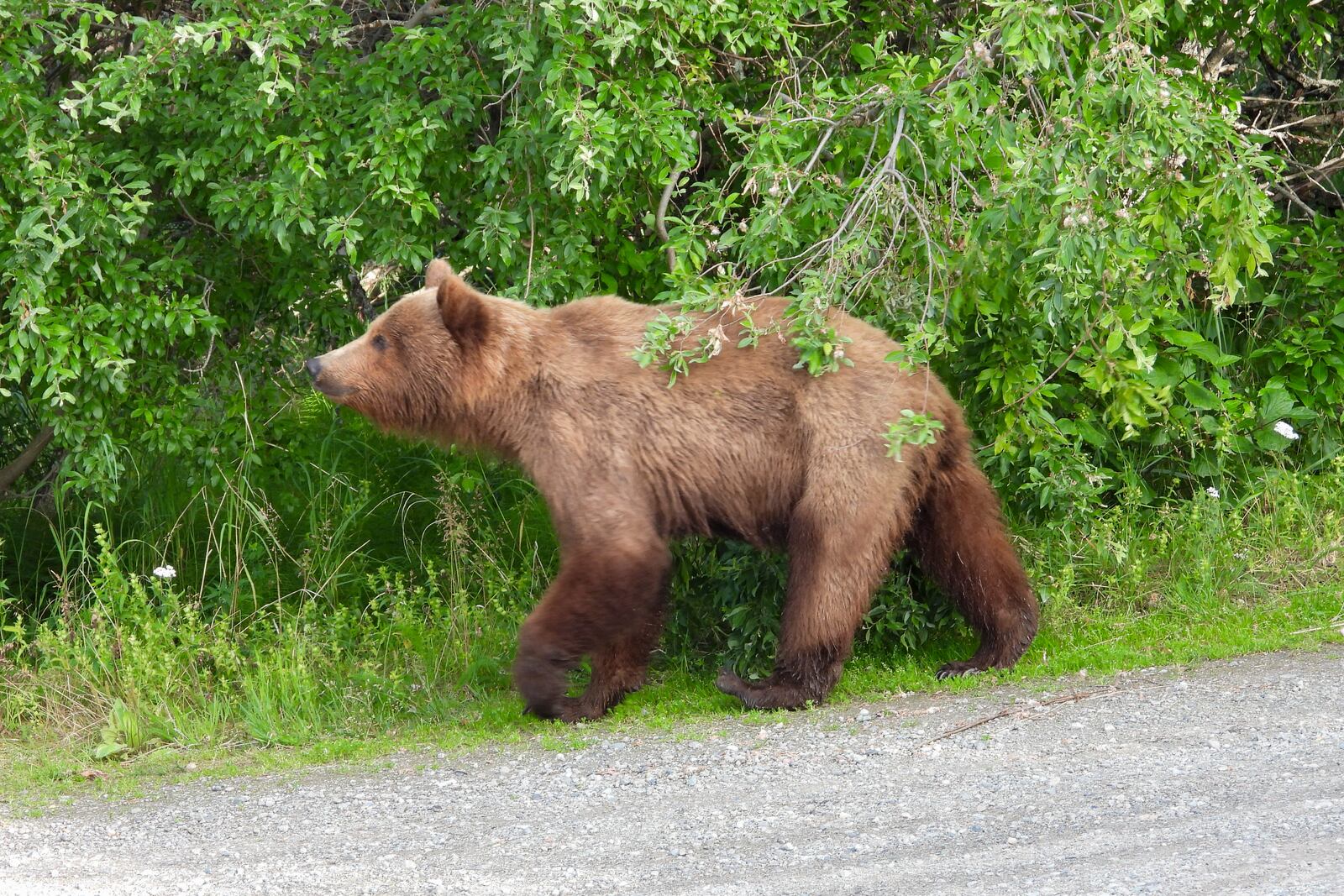 This image provided by the National Park Service shows bear 519 at Katmai National Park in Alaska on June 29, 2024. (T. Carmack/National Park Service via AP)