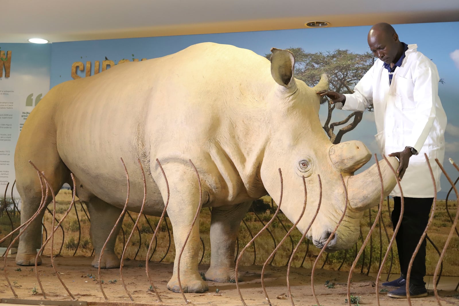 National Museums of Kenya research scientist Bernard Agwanda, inspects the taxidermy of last male northern white rhino, known as 'Sudan' at National Museums of Kenya, on the outskirts of Nairobi, Kenya, Wednesday, Sept. 18, 2024. (AP Photo/Andrew Kasuku)