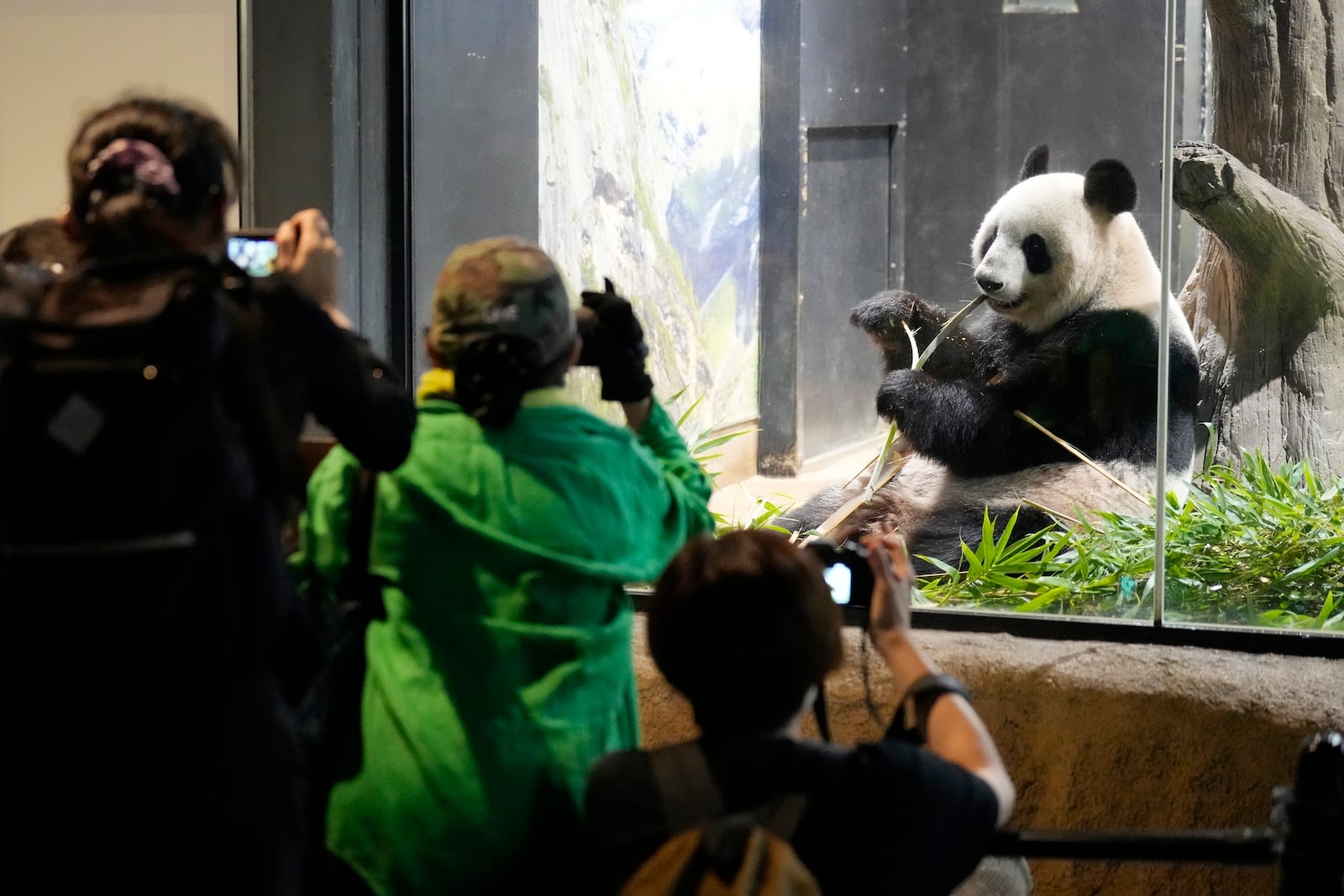 Visitors watch the giant panda Shin Shin at Ueno Zoo, a day before giant panda couple Ri Ri and Shin Shin's return to China, Saturday, Sept. 28, 2024, in Tokyo. (AP Photo/Eugene Hoshiko)