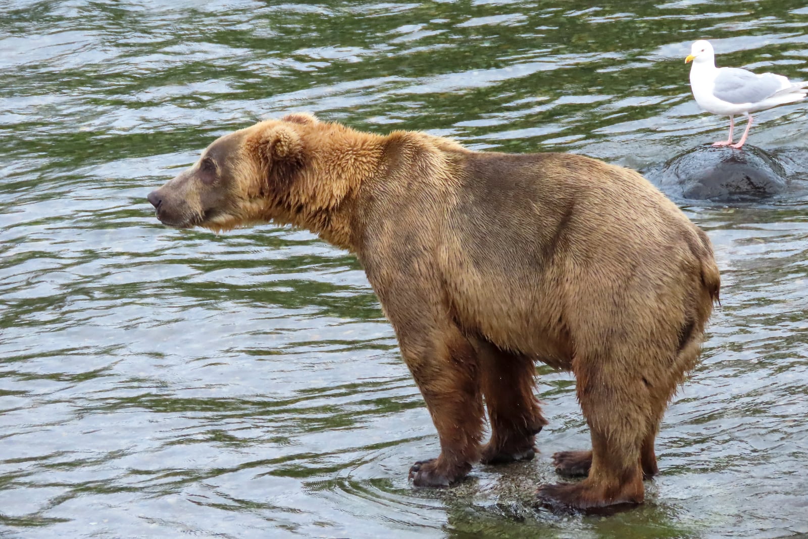 This image provided by the National Park Service shows bear 903 at Katmai National Park in Alaska on July 3, 2024. (T. Carmack/National Park Service via AP)