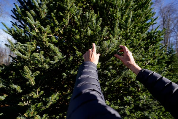 Sam Cartner Jr., co-owner of Cartner's Christmas Tree Farm, shows the official White House Christmas tree, a 20-foot Fraser fir, Wednesday, Nov. 13, 2024, in Newland, N.C. (AP Photo/Erik Verduzco)