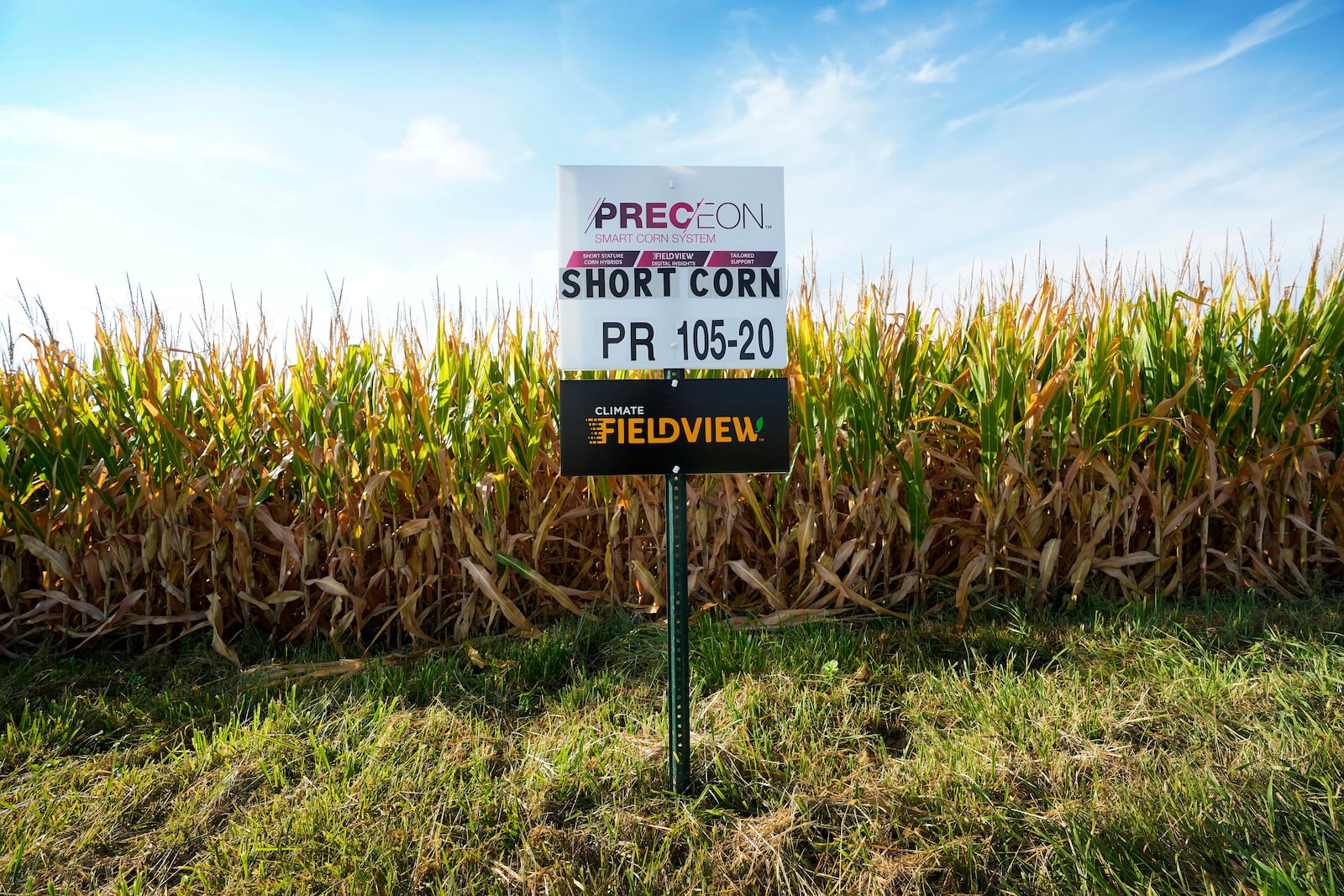 Short corn is seen in one of farmer Cameron Sorgenfrey's fields, Monday, Sept. 16, 2024, in Wyoming, Iowa. (AP Photo/Charlie Neibergall)