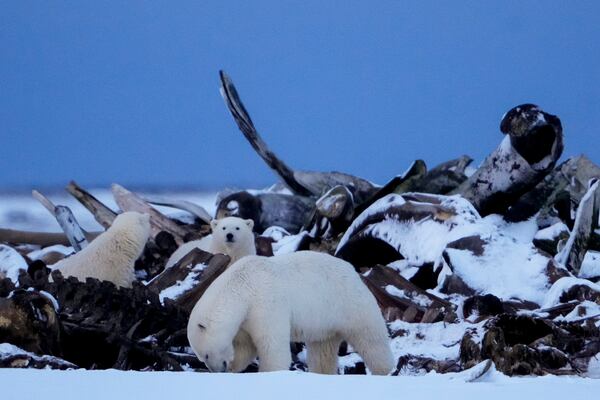 A polar bear and cubs search for scraps in a large pile of bowhead whale bones left from the village's subsistence hunting at the end of an unused airstrip on a spit of land near the village, Tuesday, Oct. 15, 2024, in Kaktovik, Alaska. (AP Photo/Lindsey Wasson)