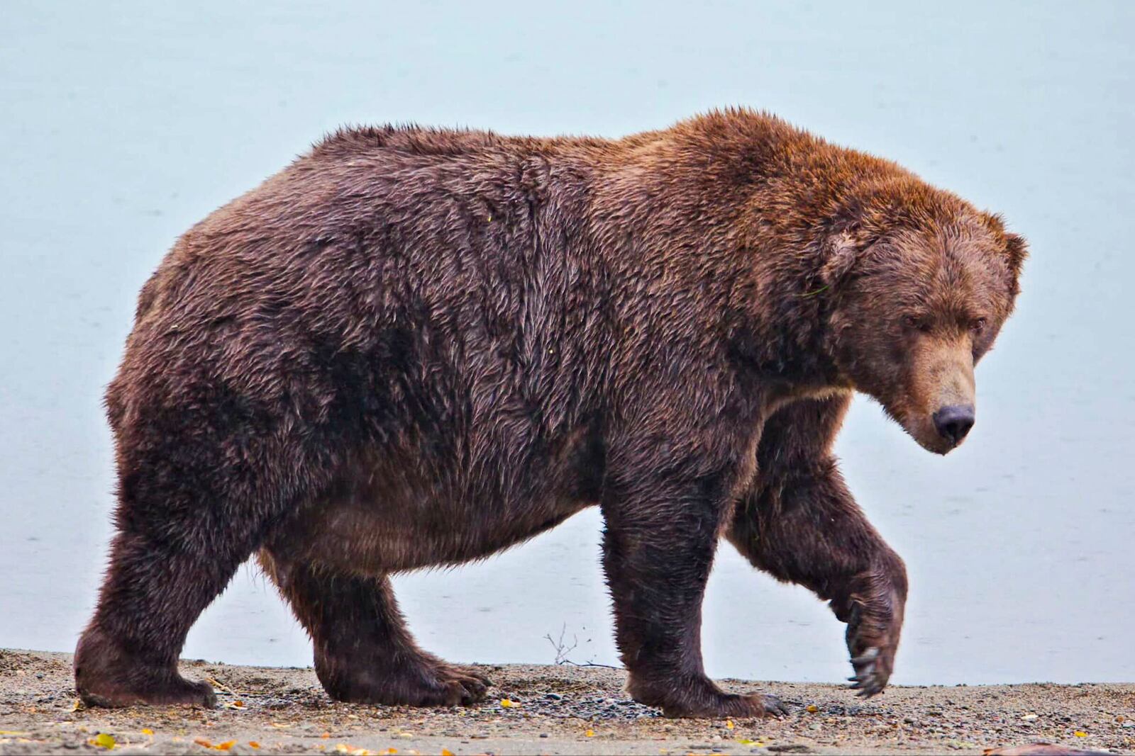 This image provided by the National Park Service shows bear 747 at Katmai National Park in Alaska on Sept. 26, 2024. (E. Johnston/National Park Service via AP)