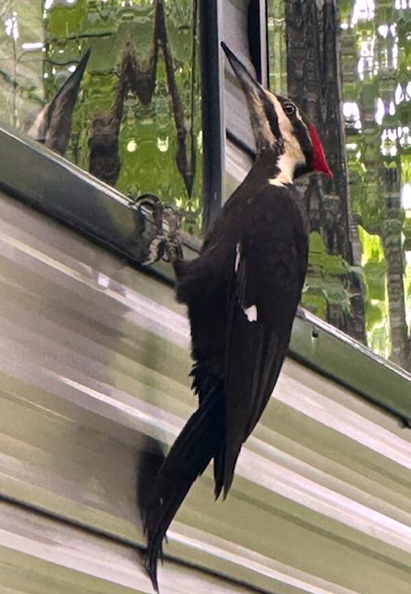 In this photograph provided by Janelle Favaloro, a woodpecker rests on a camper, admiring its reflection in a window, outside a home during April 2025, in Rockport, Mass. (Janelle Favaloro photo via AP)