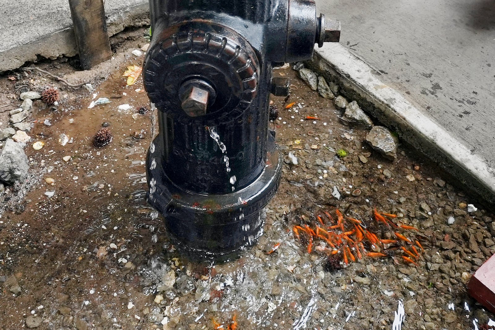 FILE - Goldfish swim in a pool of water caused by a leaky fire hydrant in the Brooklyn borough of New York, Aug. 9, 2024. (AP Photo/Pamela Smith, File)