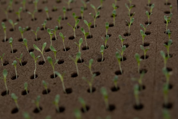 Young plant sprouts are kept in a tray at Bolton Farms, a hydroponic farm, on Friday, March 21, 2025, in Hilton, N.Y. (Caitlyn Daproza via AP)