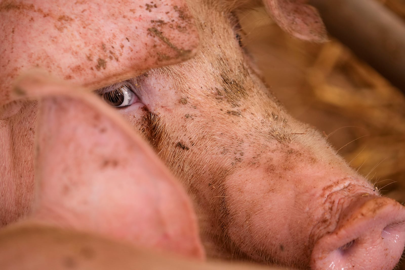 A pig looks on in a shed of the Piggly farm in Pegognaga, near Mantova, northern Italy, Wednesday, Sept. 25, 2024. (AP Photo/Luca Bruno)