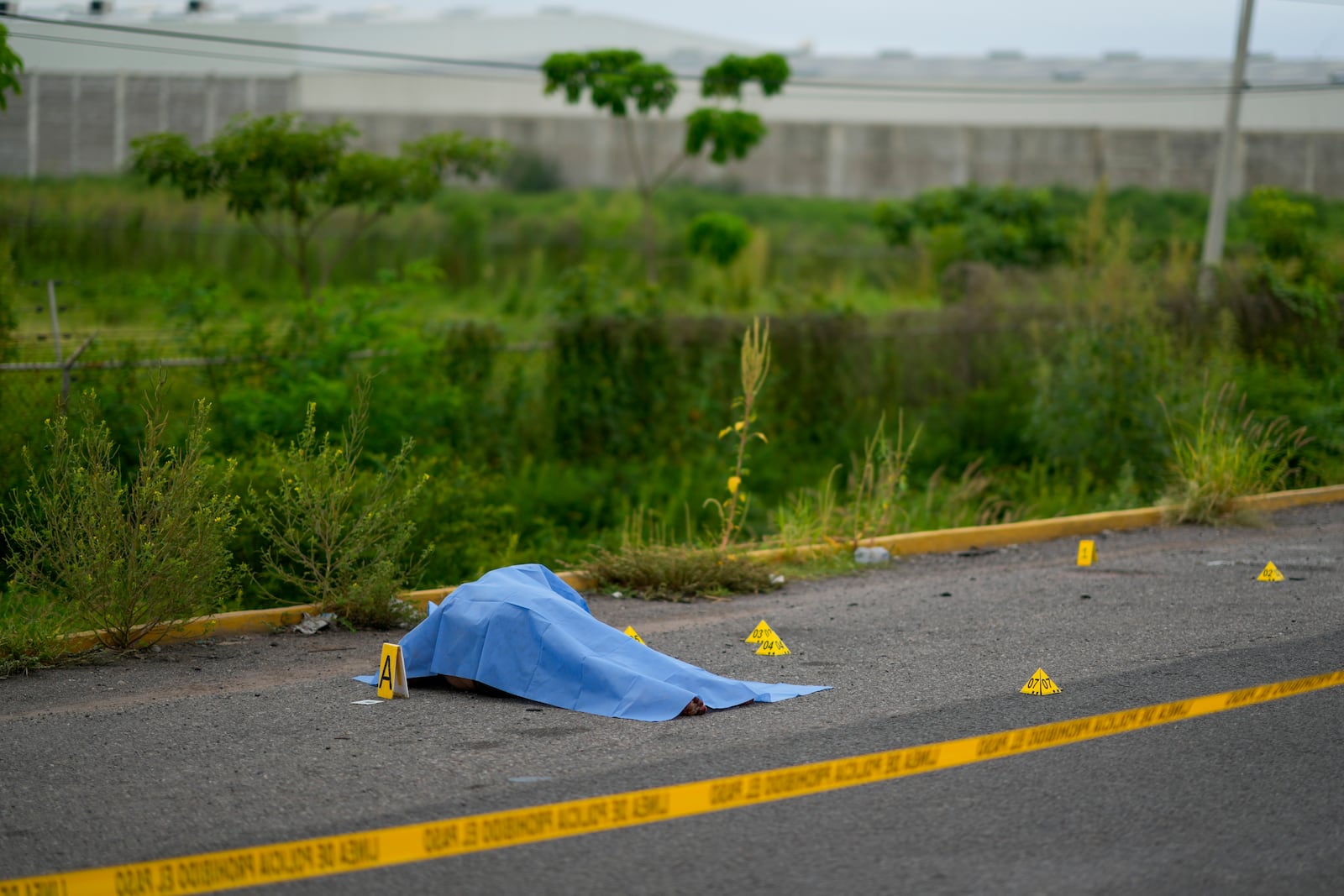 Crime scene markers surround a body found lying on the side of a road which was covered in a blue sheet by National Guardsmen, in Culiacan, Sinaloa state, Mexico, Saturday, Sept. 21, 2024. (AP Photo/Eduardo Verdugo)