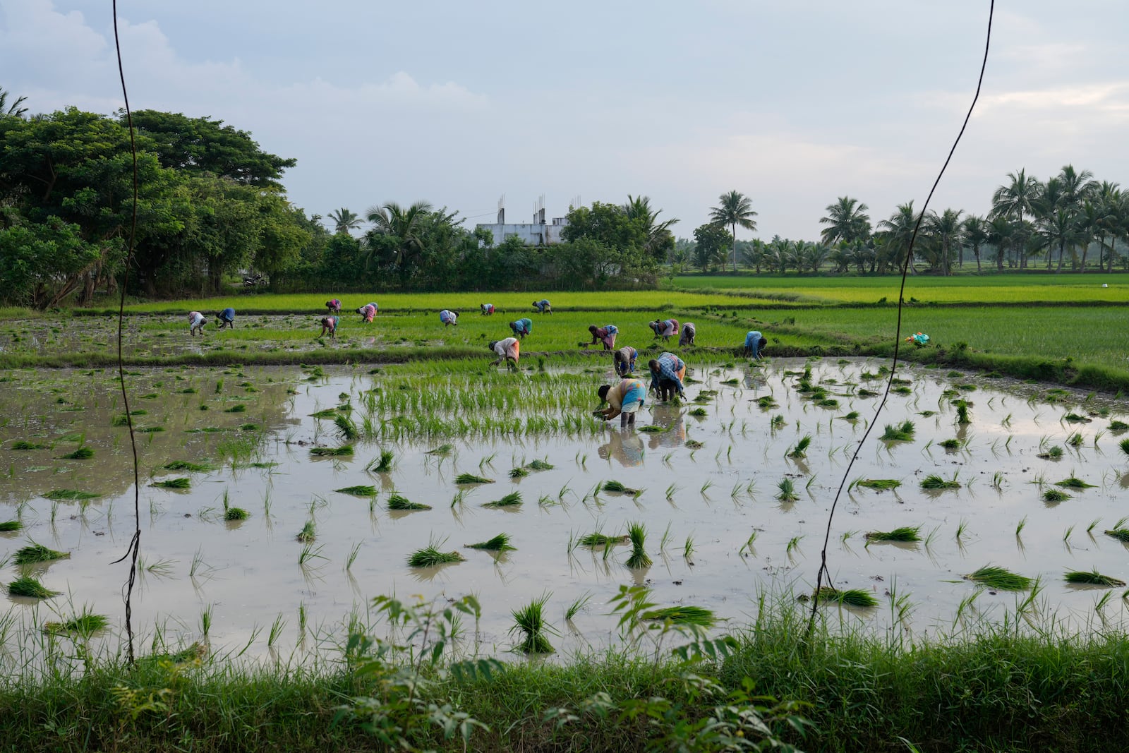 Villagers plant paddy in a field in Thulasendrapuram, the ancestral village of Democratic presidential nominee Vice President Kamala Harris, in Tamil Nadu state, India, Monday, Nov. 4, 2024. (AP Photo/Aijaz Rahi)