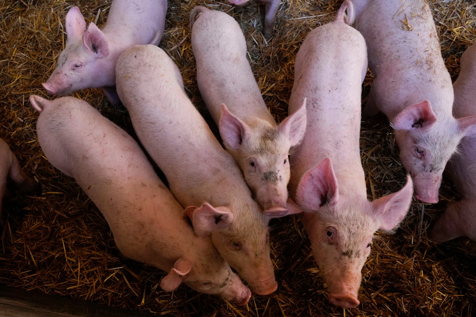 Pigs roam in a shed of the Piggly farm in Pegognaga, near Mantova, northern Italy, Wednesday, Sept. 25, 2024. (AP Photo/Luca Bruno)