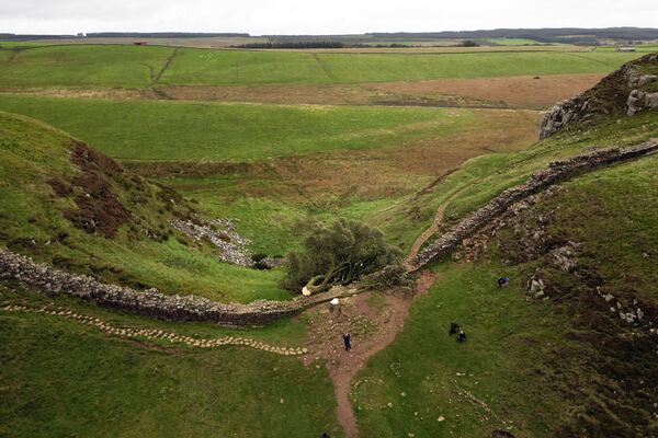 FILE - The felled Sycamore Gap tree is seen on Hadrian's Wall in Northumberland, England, Sept. 29, 2023. (Owen Humphreys/PA via AP, File)