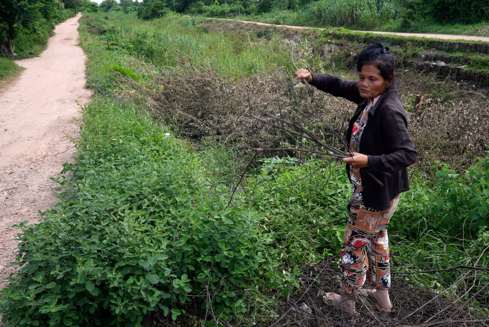 Sok Koeun, a villager who lives along the Funan Techo Canal, collects firewood for cooking at her home at Prek Takeo village, eastern Phnom Penh, Cambodia, Tuesday, July 30, 2024. (AP Photo/Heng Sinith)