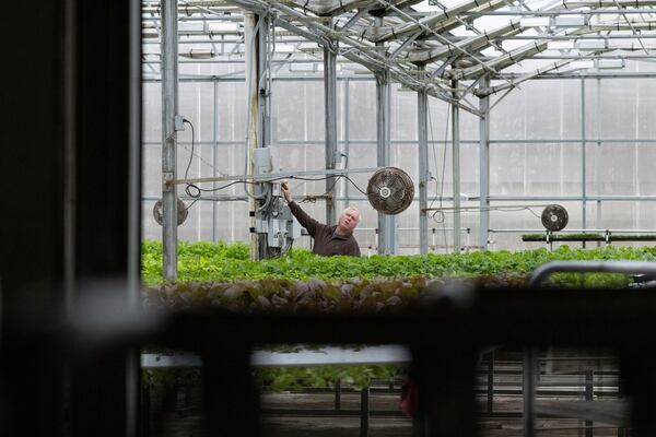 Bolton Farms owner John Bolton looks up as he works at the hydroponic farm Friday, March 21, 2025, in Hilton, N.Y. (Caitlyn Daproza via AP)