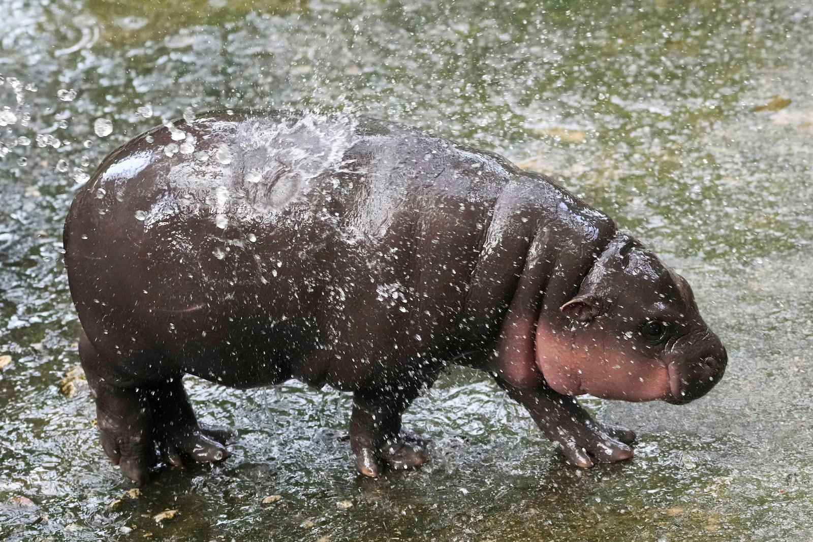 Two-month-old baby hippo Moo Deng plays with water from a zookeeper in the Khao Kheow Open Zoo in Chonburi province, Thailand, Thursday, Sept. 19, 2024. (AP Photo/Sakchai Lalit)