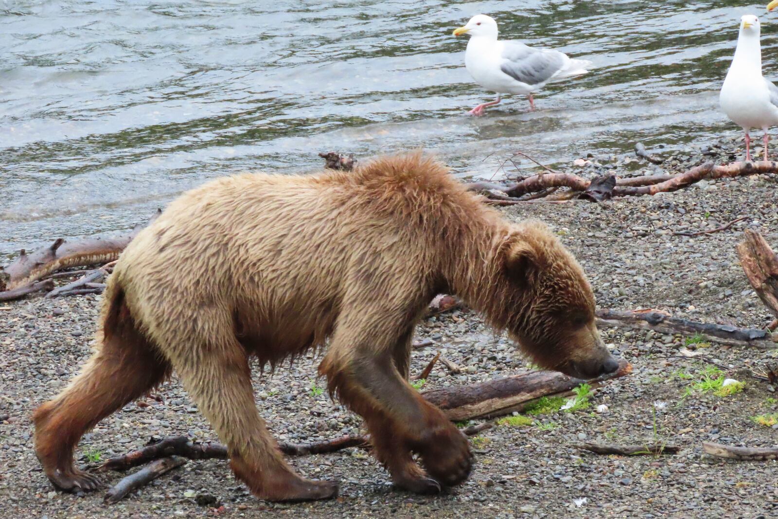 This image provided by the National Park Service shows 910's cub at Katmai National Park in Alaska on July 4, 2024. (T. Carmack/National Park Service via AP)