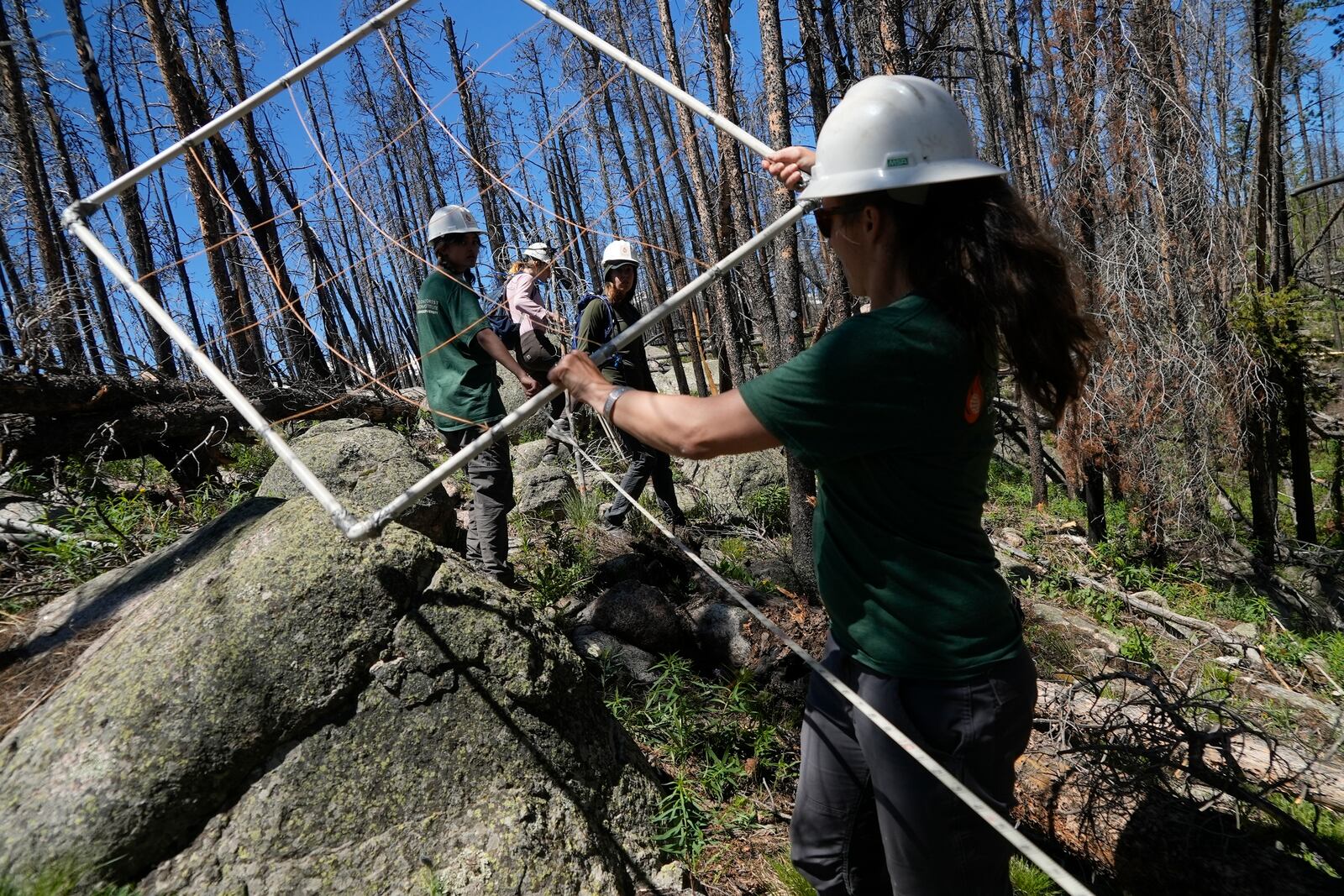 Camille Stevens-Rumann holds a grid used to organize seedlings at a reforestation test plot Tuesday, June 11, 2024, in Bellvue, Colo., at the 2020 Cameron Peak Fire burn area. (AP Photo/Brittany Peterson)