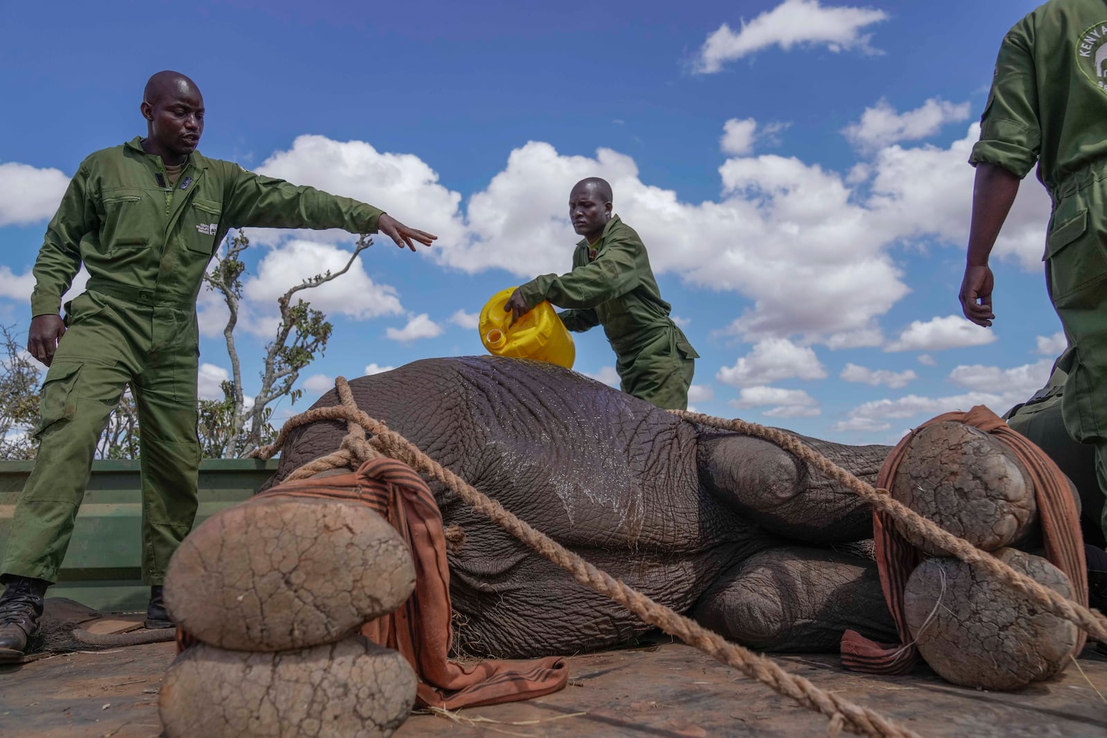 Kenya Wildlife Service rangers and capture team cool down a sedated elephant at Mwea National Park, east of the capital Nairobi, Kenya Monday, Oct. 14, 2024. (AP Photo/Brian Inganga)