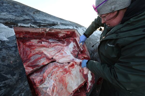 Skyla Walcott, with the NOAA Fisheries marine mammal lab, removes blubber from a fin whale carcass to gain access to organs and tissue during a necropsy on the frozen mudflats near Anchorage, Ala., Monday, Nov. 18, 2024. (Bill Roth/Anchorage Daily News via AP)