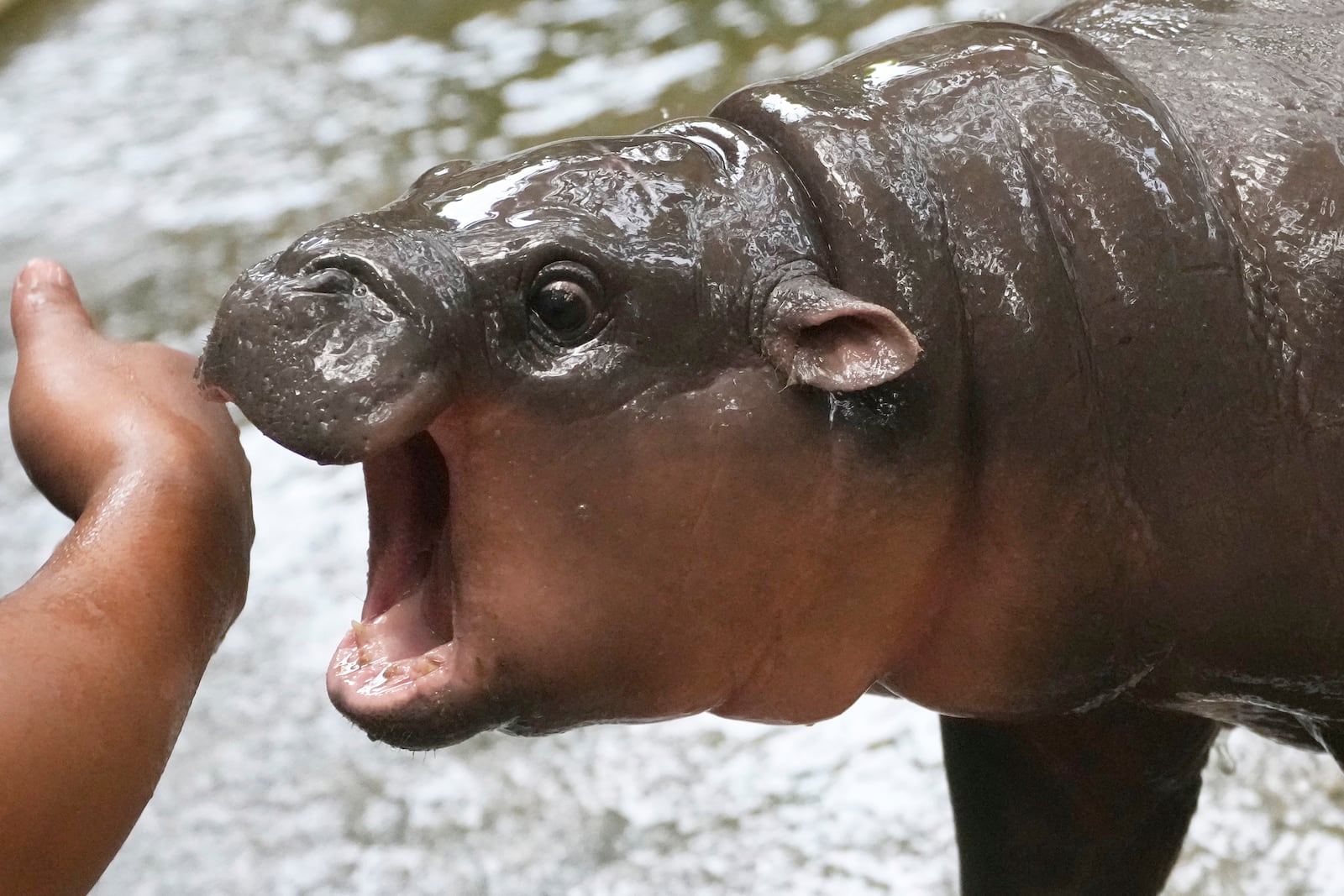 Two-month-old baby hippo Moo Deng plays with a zookeeper in the Khao Kheow Open Zoo in Chonburi province, Thailand, Thursday, Sept. 19, 2024. (AP Photo/Sakchai Lalit)