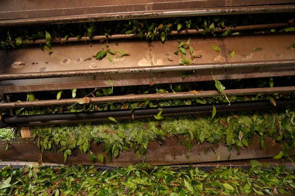 Tea leaves are processed at a tea factory in Nilgiris district, India, Thursday, Sept. 26, 2024. (AP Photo/Aijaz Rahi)