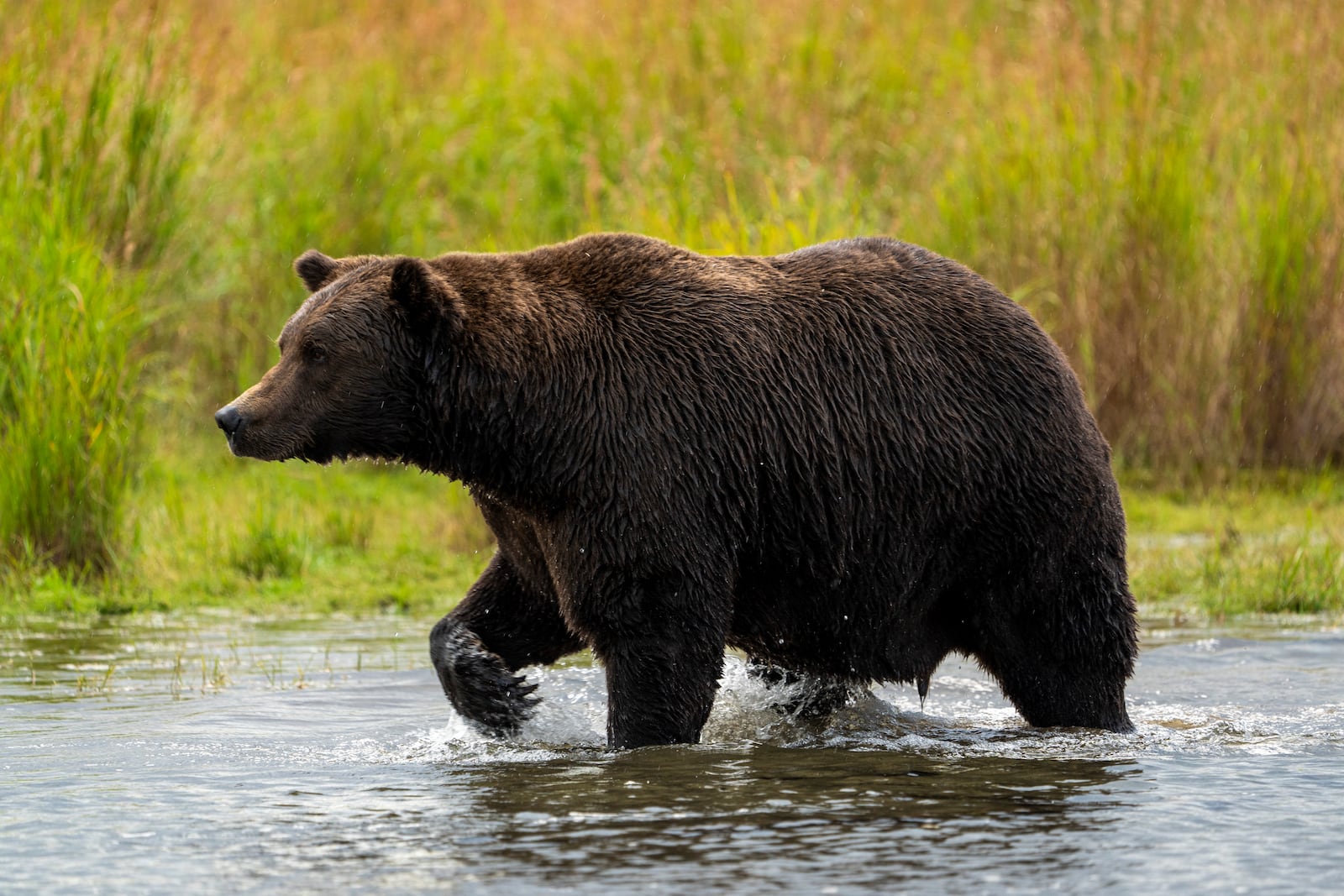 This image provided by the National Park Service shows 151 Walker at Katmai National Park in Alaska on Sept. 12, 2024. (F. Jimenez/National Park Service via AP)