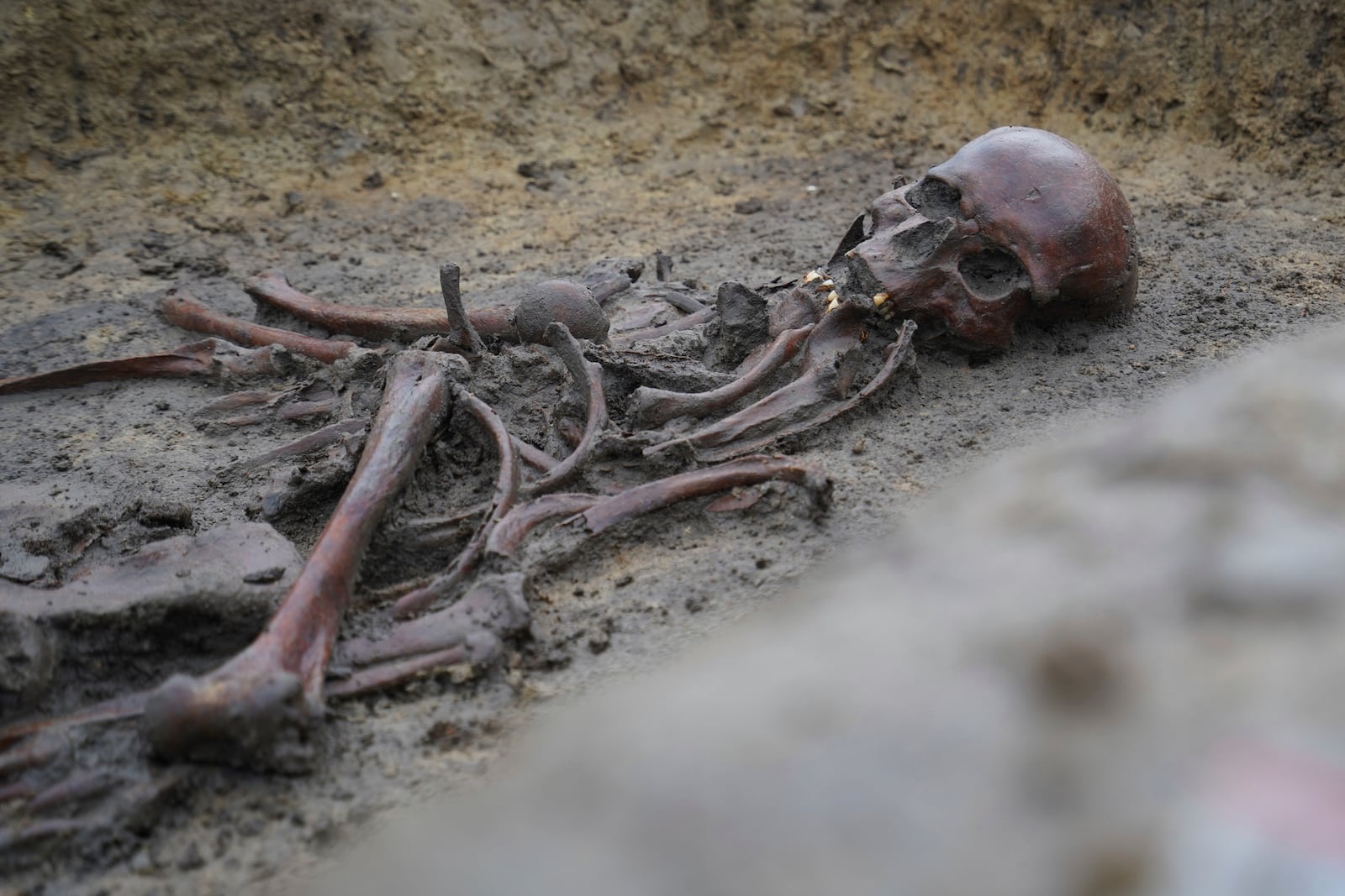 Skeletons and skulls sit in graves at an excavation site of a 10th century Viking burial ground in Aasum, Denmark, Monday, Oct. 7, 2024. (AP Photo/James Brooks)