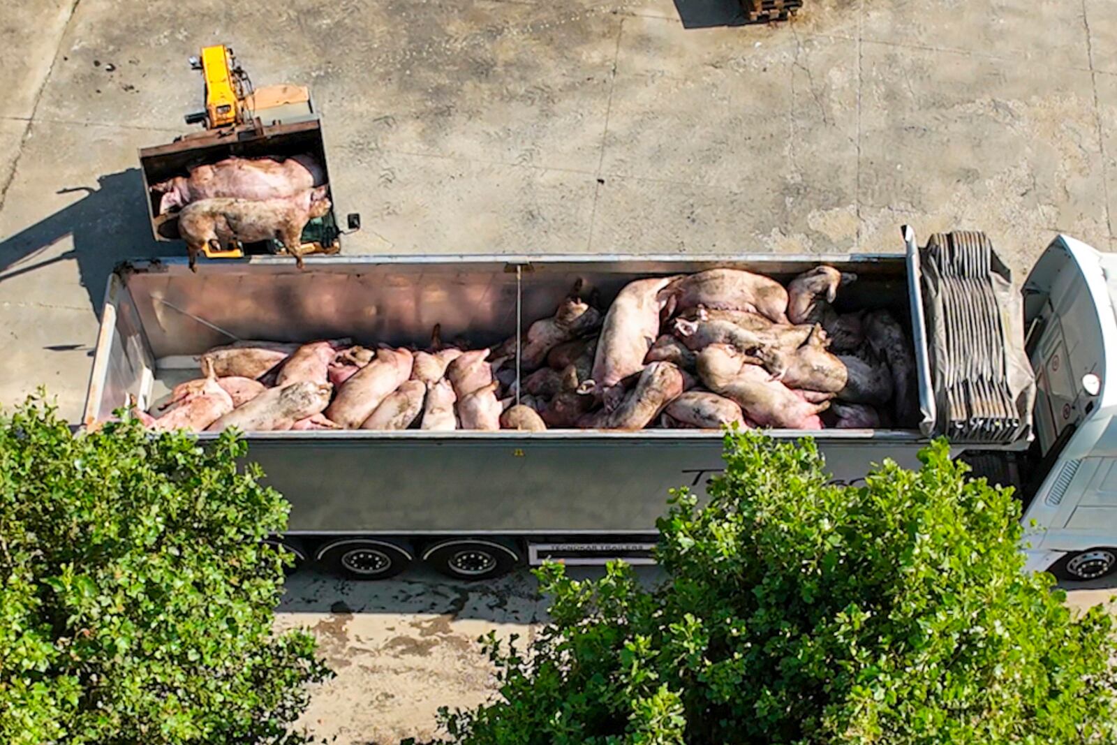 Dead pigs are loaded on a truck inside a farm near Pavia, northern Italy, Friday, Aug 2, 2024. (Francesco Ceccarelli/Esseri Animali via AP, ho)