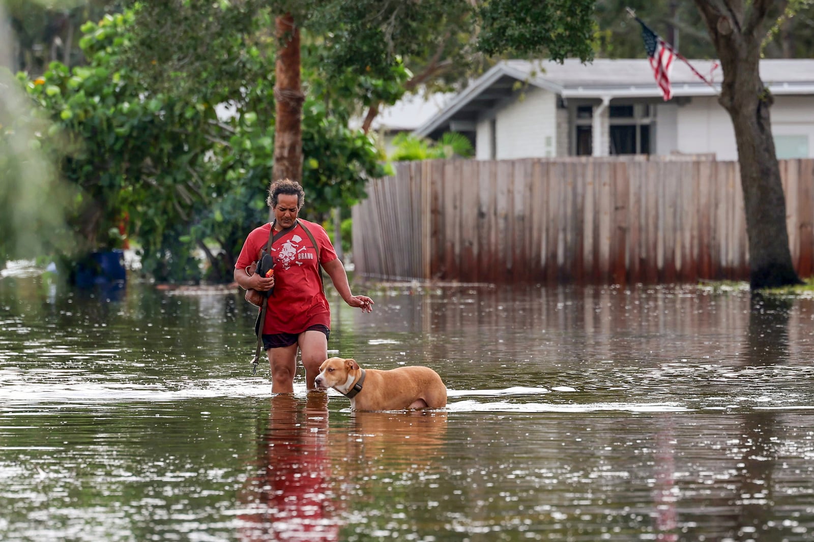 A woman walks with her dog through floodwaters from Hurricane Helene in the Shore Acres neighborhood Friday, Sept. 27, 2024, in St. Petersburg, Fla. (AP Photo/Mike Carlson)