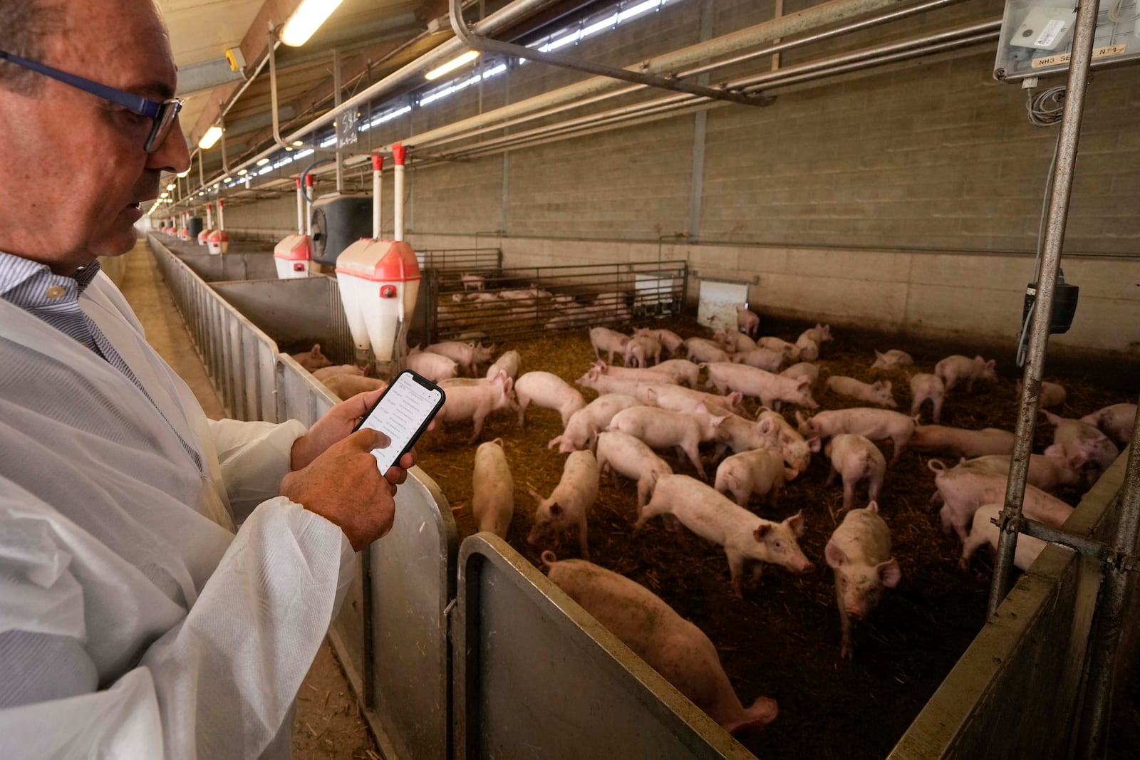 Sergio Visini, the founder of Piggly farm, controls technical data inside a shed of the Piggly farm in Pegognaga, near Mantova, northern Italy, Wednesday, Sept. 25, 2024. (AP Photo/Luca Bruno)