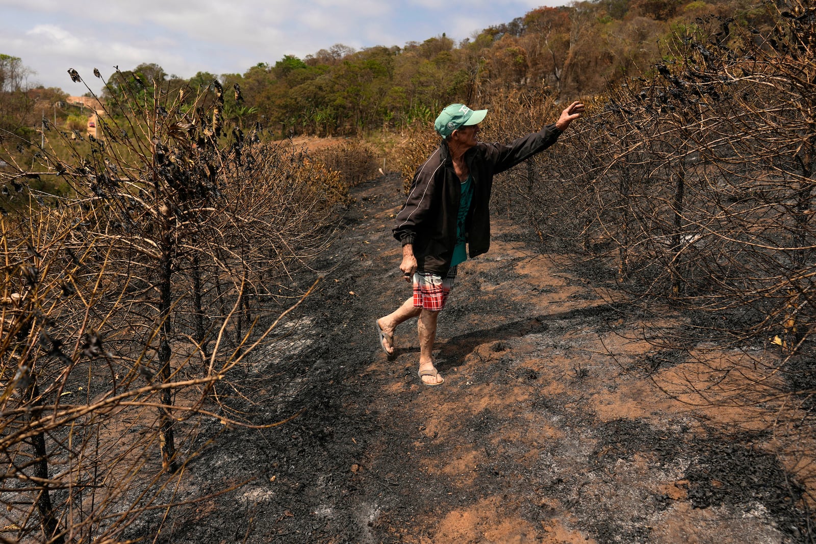 Coffee producer Joao Rodrigues Martins inspects his plantation consumed by wildfires in a rural area of Caconde, Sao Paulo state, Brazil, Wednesday, Sept. 18, 2024. (AP Photo/Andre Penner)