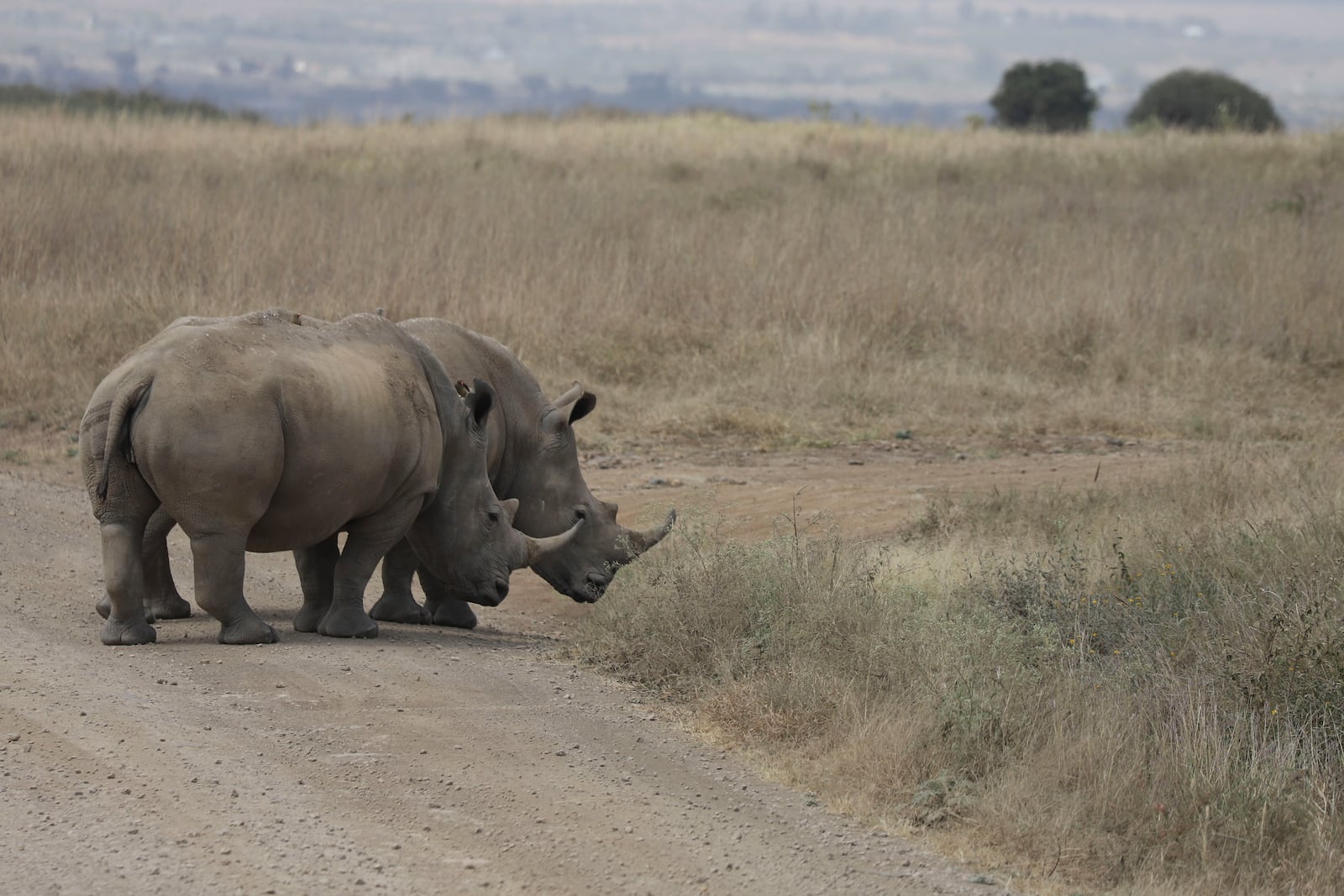 Rhinos, on the Red List of Threatened Species according to IUCN (International Union Conservation Of Nature), are seen at Nairobi National Park, on the outskirts of Nairobi, Kenya, Wednesday, Sept. 18, 2024. (AP Photo/Andrew Kasuku)