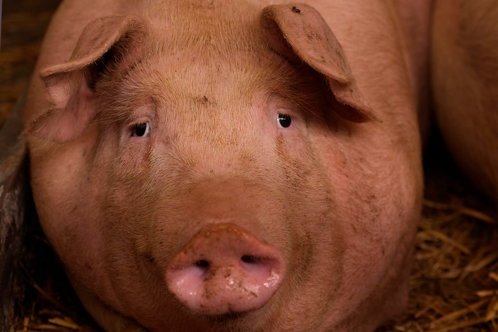 A pig looks on in a shed of the Piggly farm in Pegognaga, near Mantova, northern Italy, Wednesday, Sept. 25, 2024. (AP Photo/Luca Bruno)