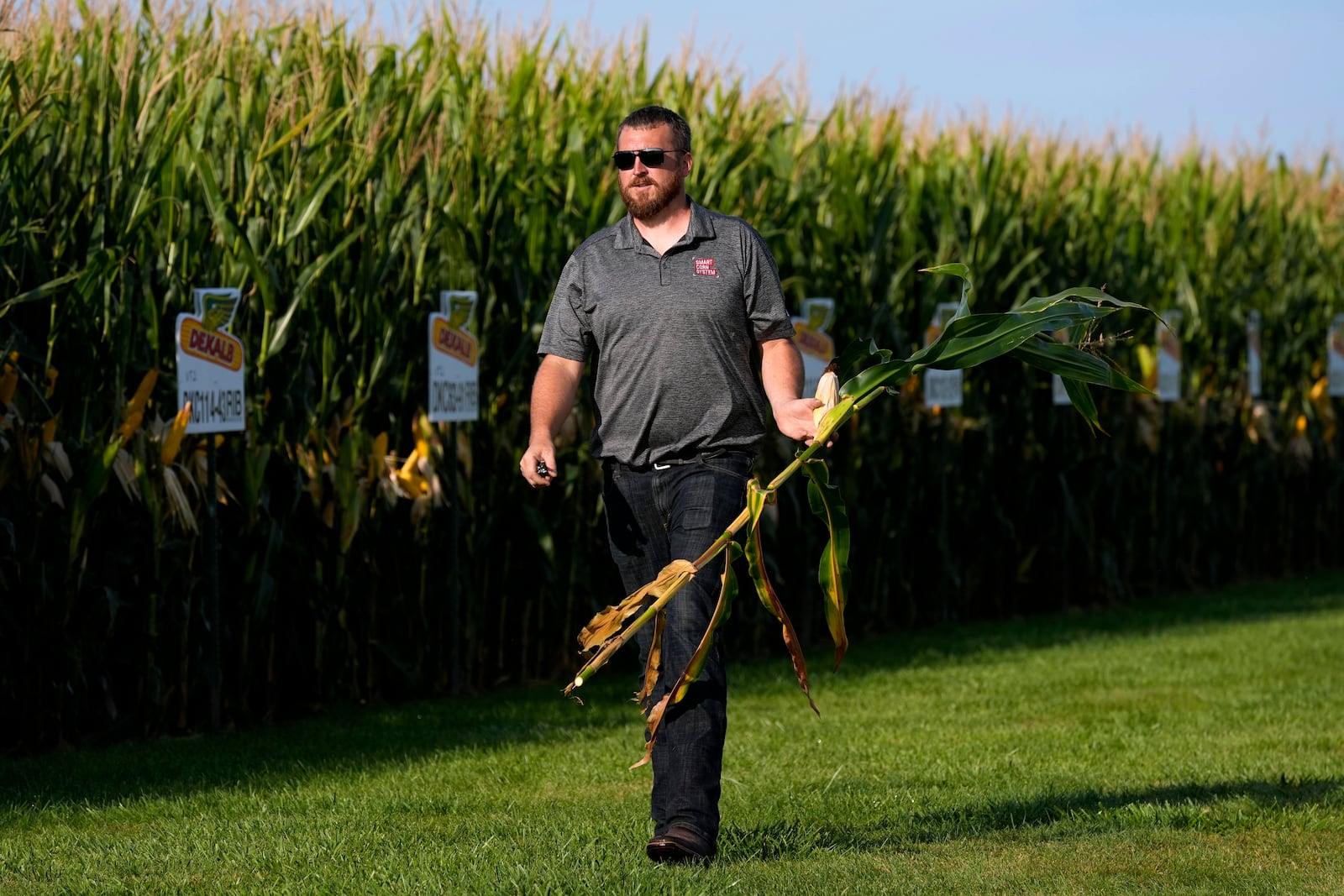 Cameron Sorgenfrey holds a corn stalk as he walks past one of his fields, Monday, Sept. 16, 2024, in Wyoming, Iowa. (AP Photo/Charlie Neibergall)