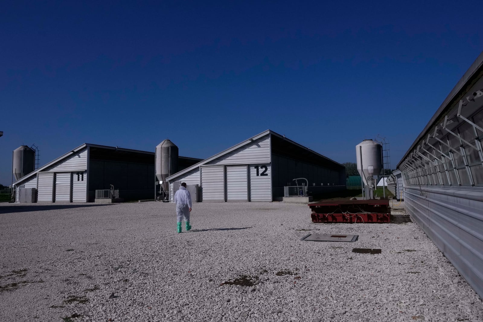 Sergio Visini , founder of Piggly farm, walks through sheds containing pigs at the Piggly farm in Pegognaga, near Mantova, northern Italy, Wednesday, Sept. 25, 2024. (AP Photo/Luca Bruno)