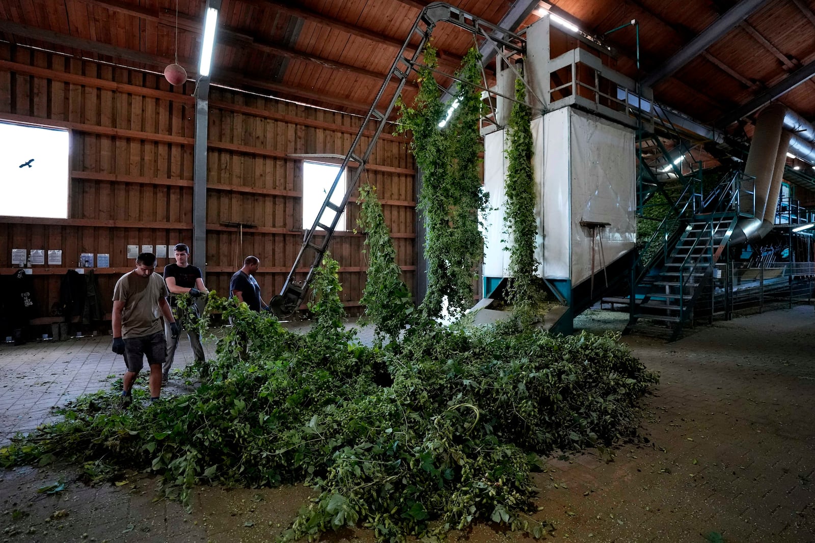 Seasonal workers prepare to process hops in Huell near Wolnzach, Germany, Thursday, Sept. 19, 2024. (AP Photo/Matthias Schrader)