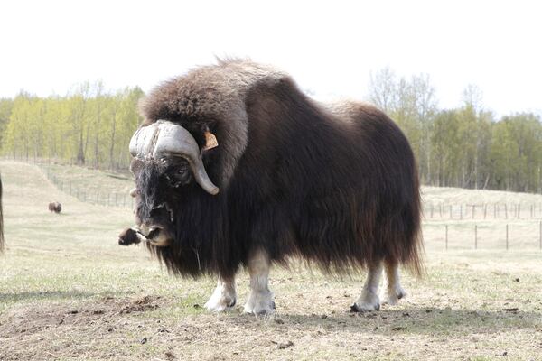 A male musk ox named Trebek, in honor of the late game show host Alex Trebek, is shown Saturday, May 10, 2025, at the Musk Ox Farm in Palmer, Alaska, of which Alex Trebek was a benefactor. (AP Photo/Mark Thiessen)