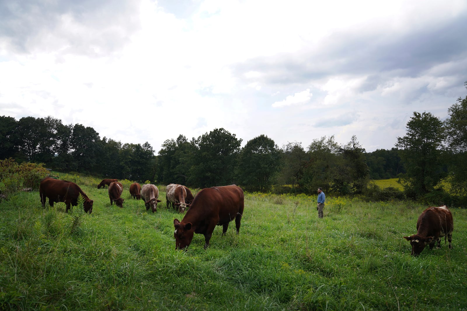 The Rev. Lee Scott stands in the pasture with his cows at Laurel Oak Farm in Butler, Pa., on Friday, Sept. 6, 2024. (AP Photo/Jessie Wardarski)