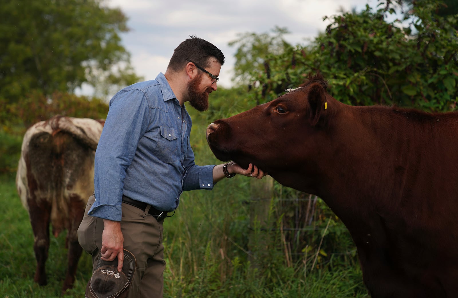 Farmer and Presbyterian pastor Lee Scott pets one of the cows on his family farm, Laurel Oak Farm, in Butler, Pa., on Friday, Sept. 6, 2024. (AP Photo/Jessie Wardarski)