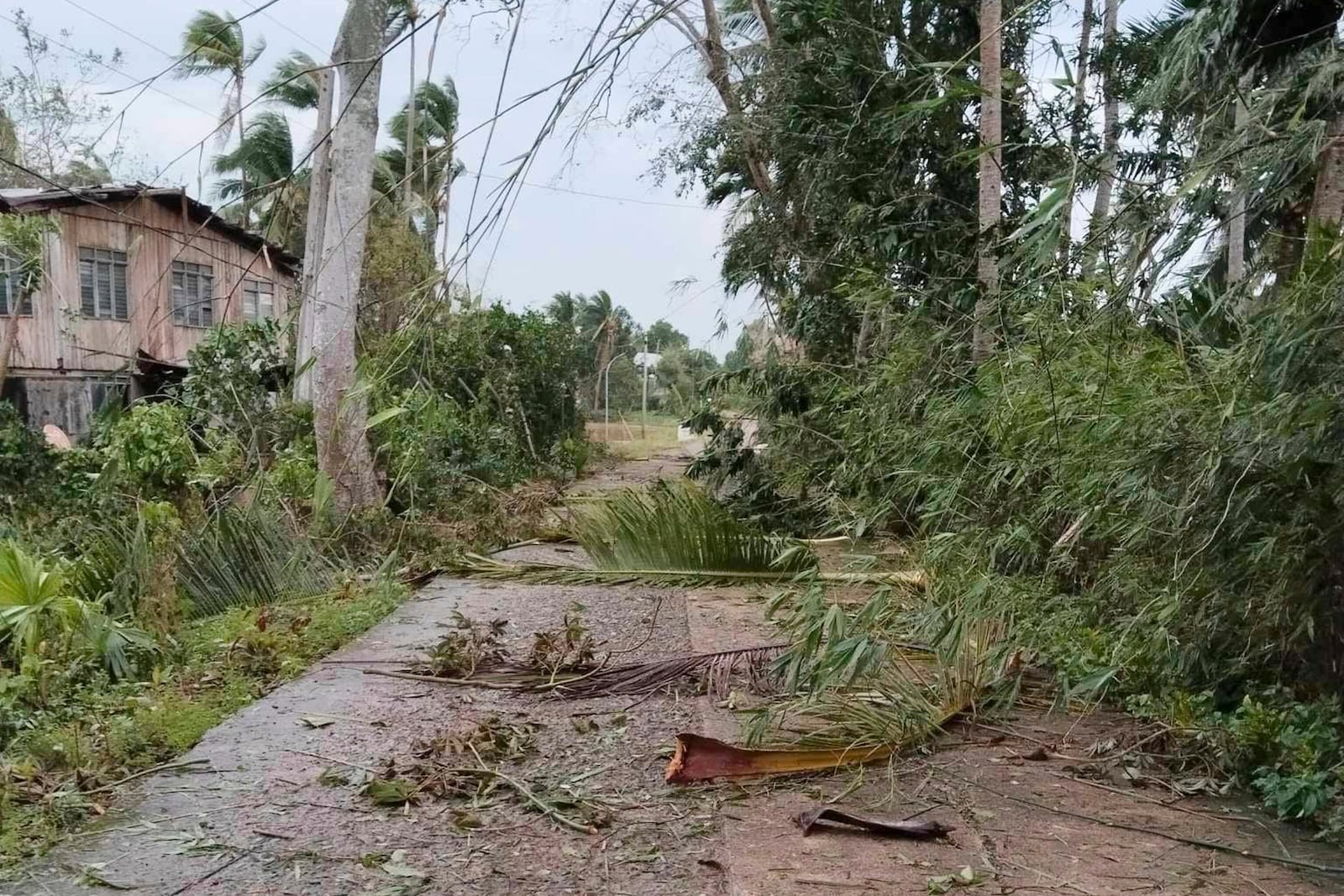 In this photo provided by the Local Government Unit (LGU) of Lal-lo, toppled trees caused by Typhoon Yinxing block a road in Lal-lo, Cagayan province, northern Philippines Friday, Nov. 8, 2024. (LGU Lal-lo via AP)